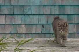 Streunende_Katze
